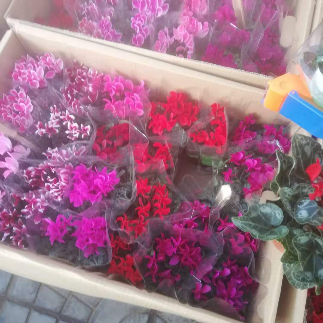 多年生草本植物 仙客来小苗批发 香味宜人 欢迎来电