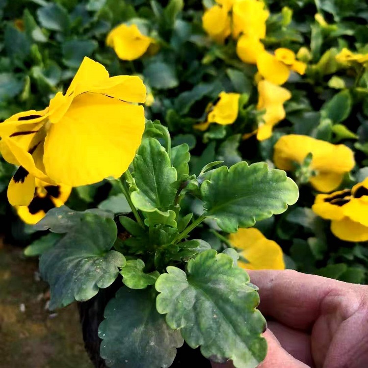长期供应三色堇小苗 冬季草花批发 租摆用花卉三色堇