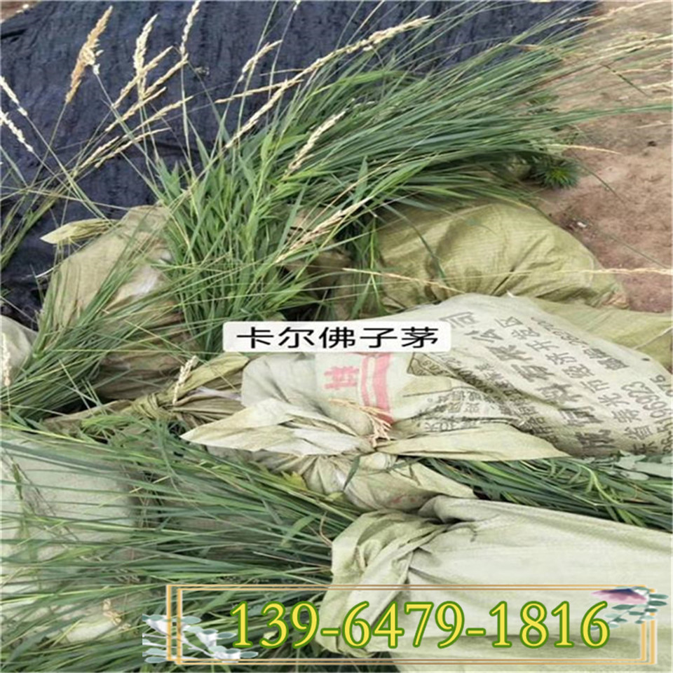 青州拂子茅小苗 花坛园林绿化植物  量大货源充足放心供货