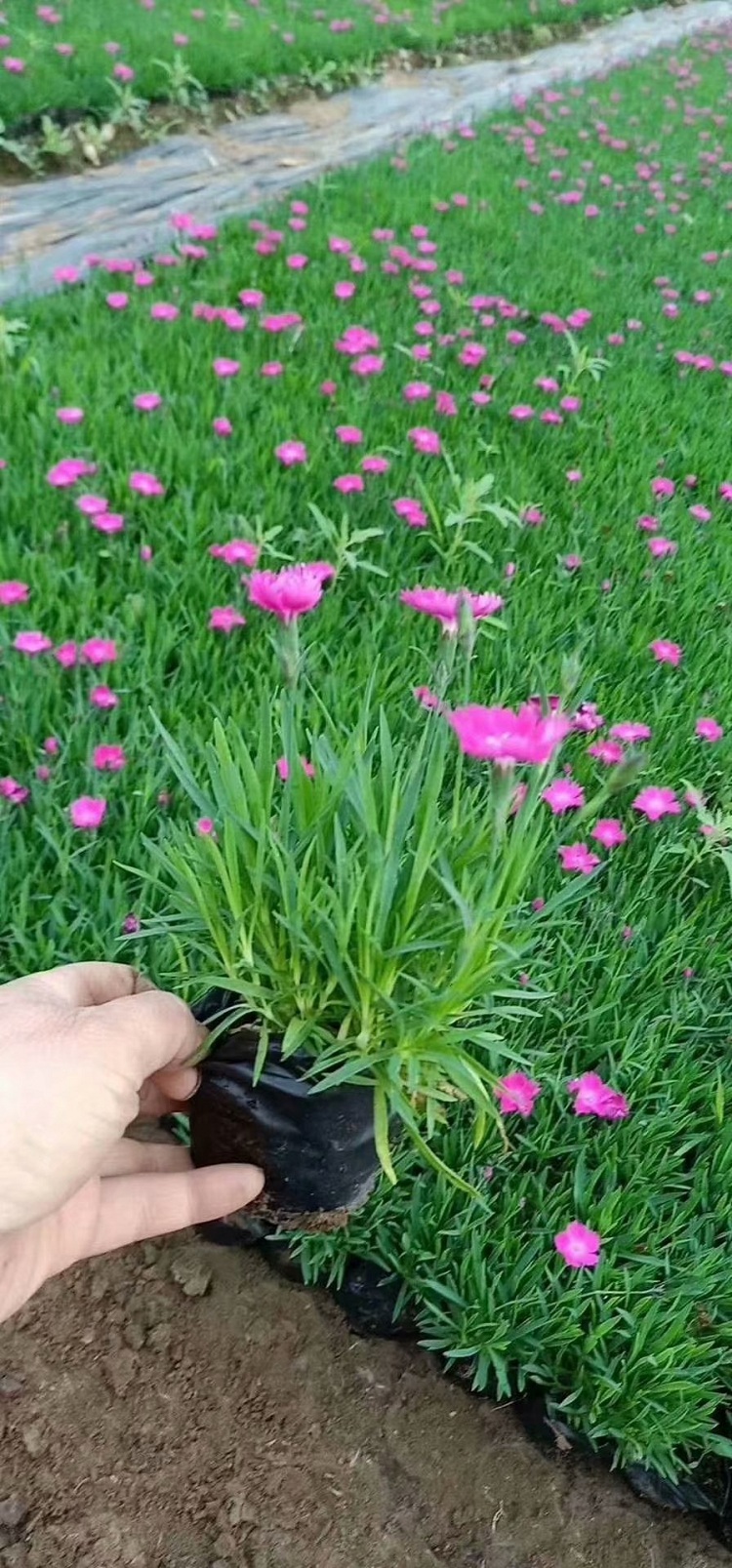常年开花欧石竹 欧石竹批发 欧石竹种植培育基地