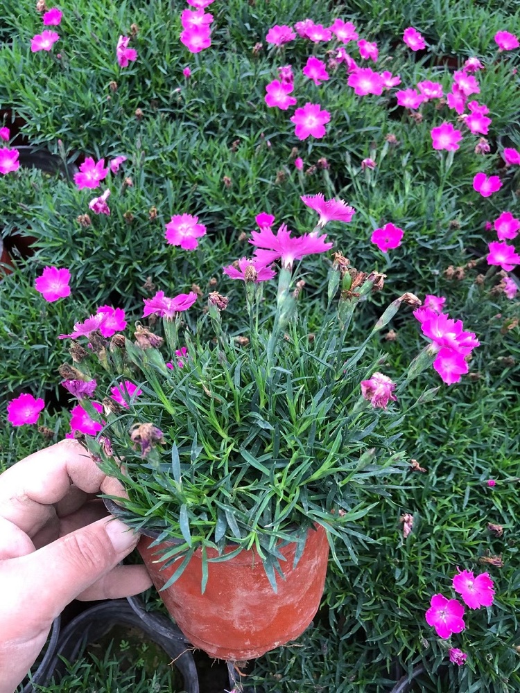 杯苗欧石竹 小杯苗欧石竹批发 花期长的欧石竹