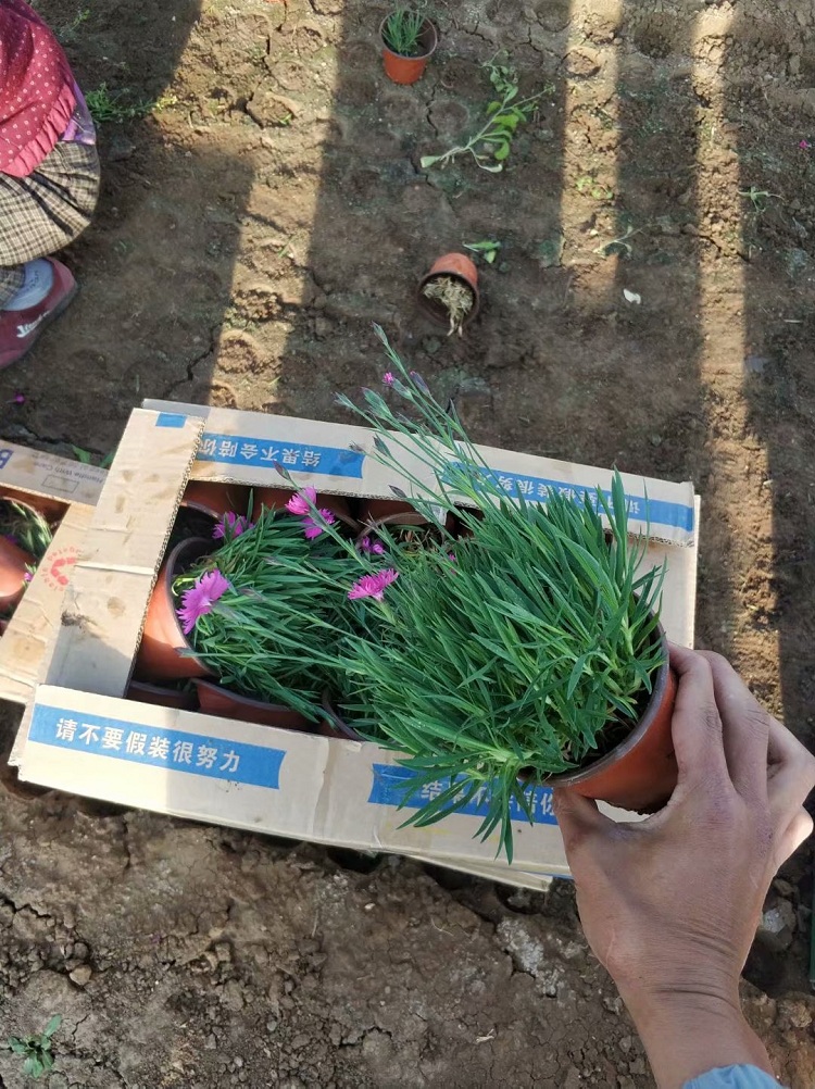 北方欧石竹批发 花期长的欧石竹价格