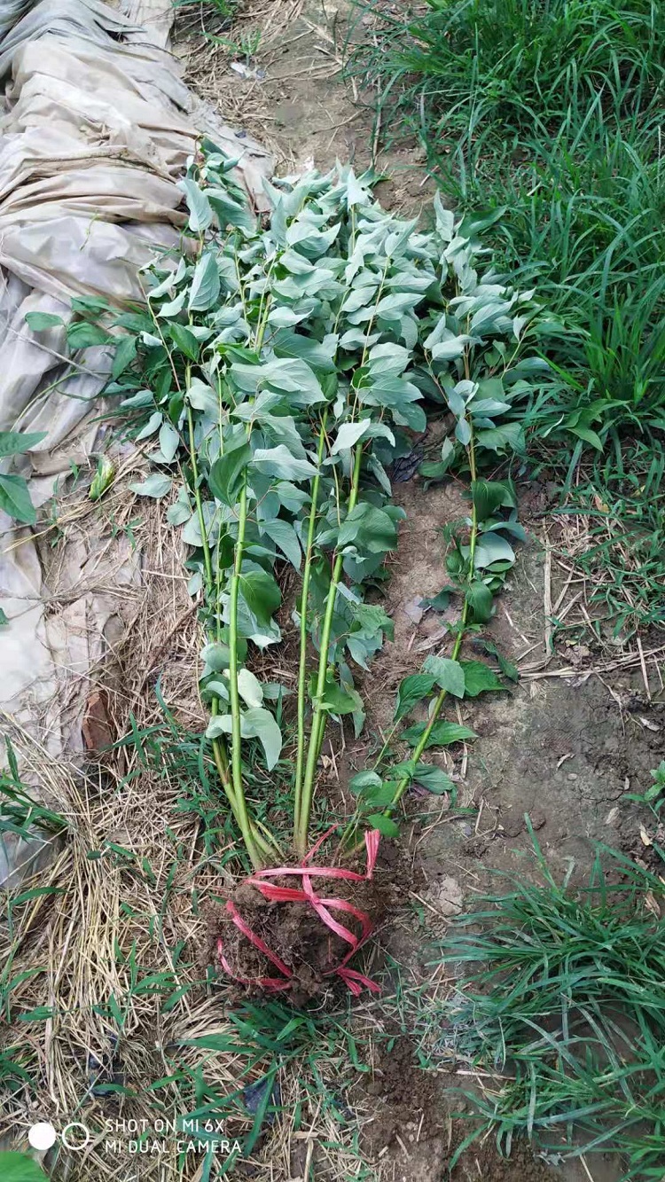 丛生红瑞木价格