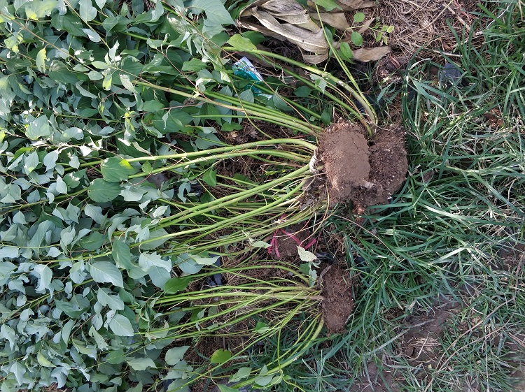 供应多色灌木红瑞木 山东青州红瑞木种植基地