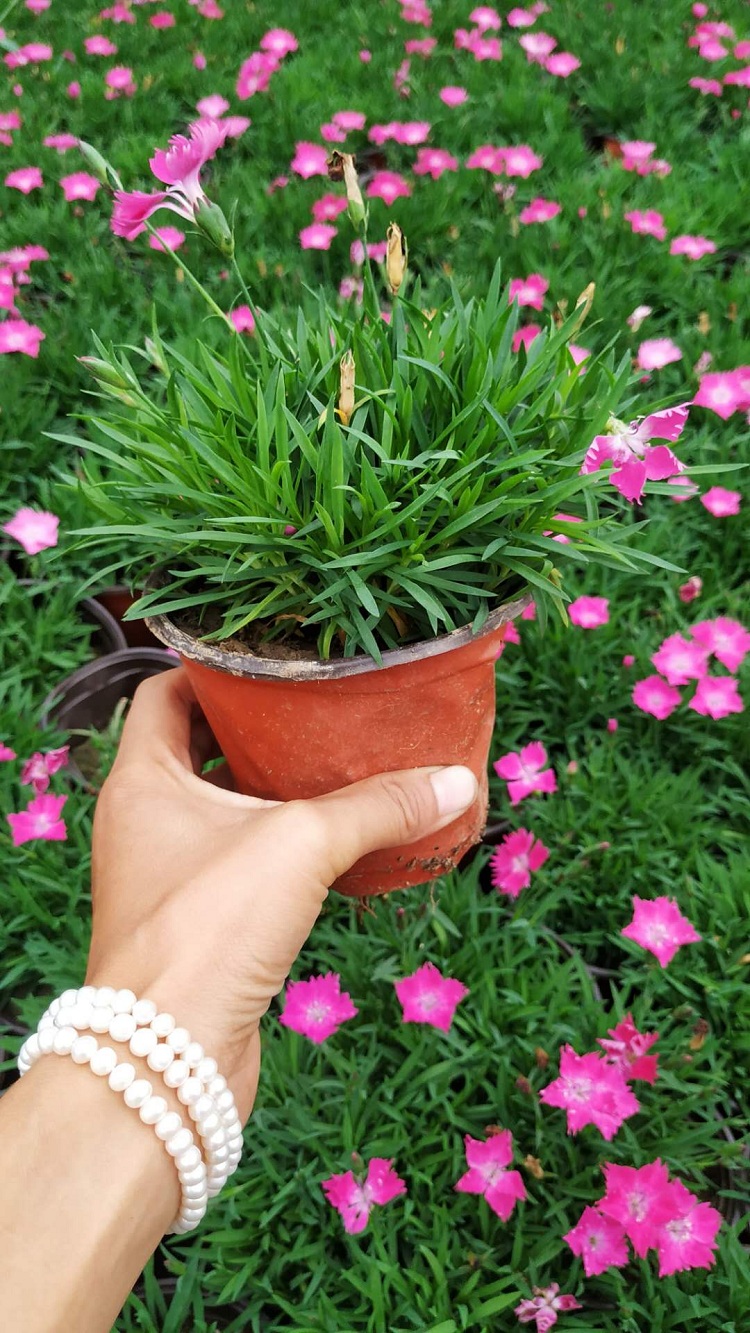 欧石竹价格