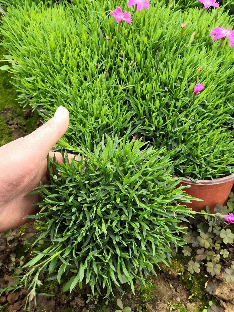 欧石竹价格 欧石竹批发 花海用花欧石竹杯苗