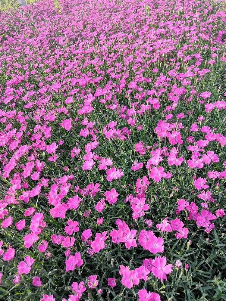会开花的草坪