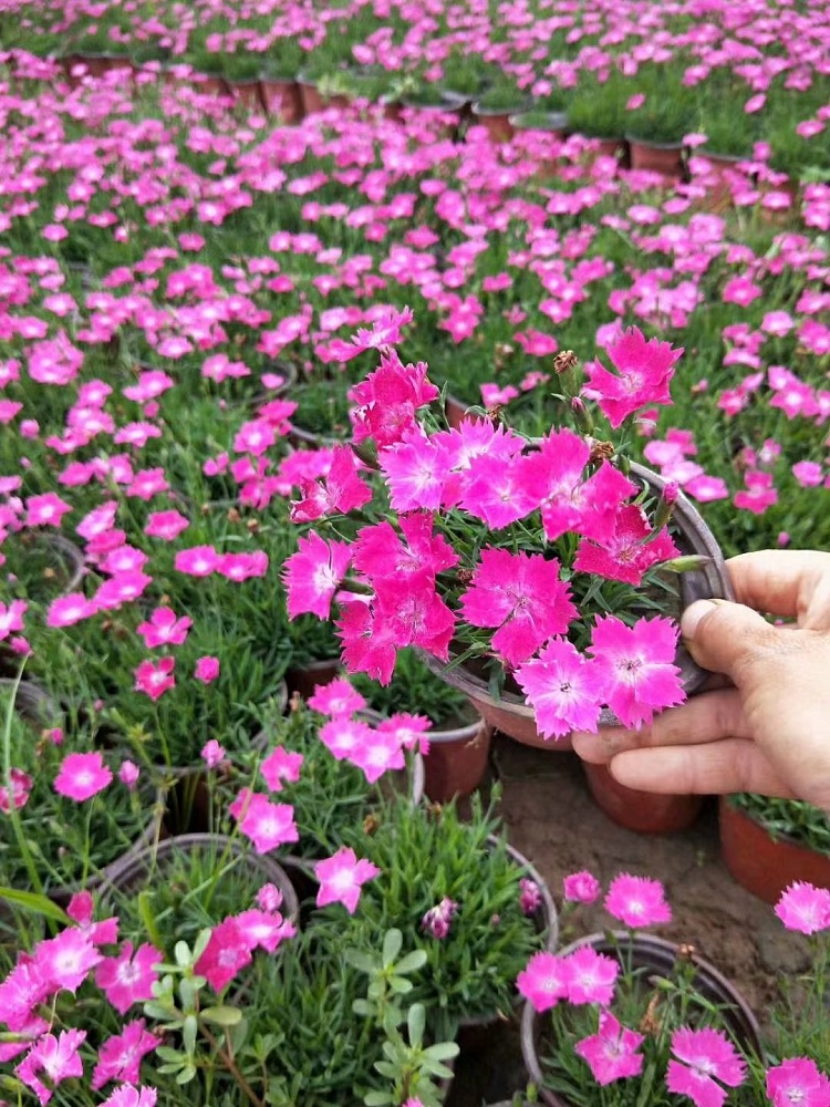 欧石竹批发 欧石竹价格 会开花的草坪