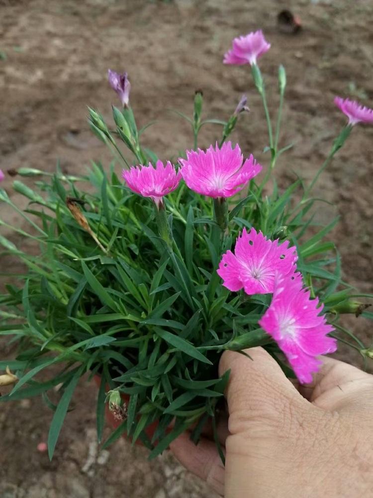 欧石竹 会开花的草坪 石竹价格 石竹批发