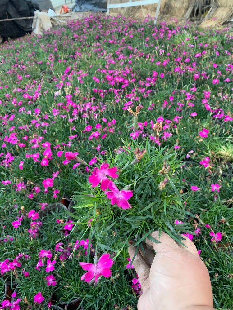 欧石竹价格