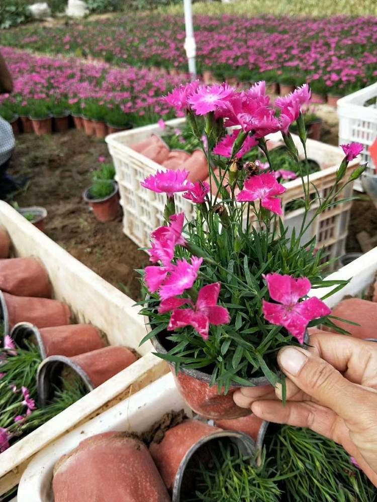 双色盆欧石竹 欧石竹小苗 花海设计专用小苗 耐寒花卉