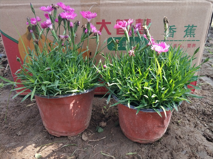 花架租摆用欧石竹 造型用欧石竹批发价
