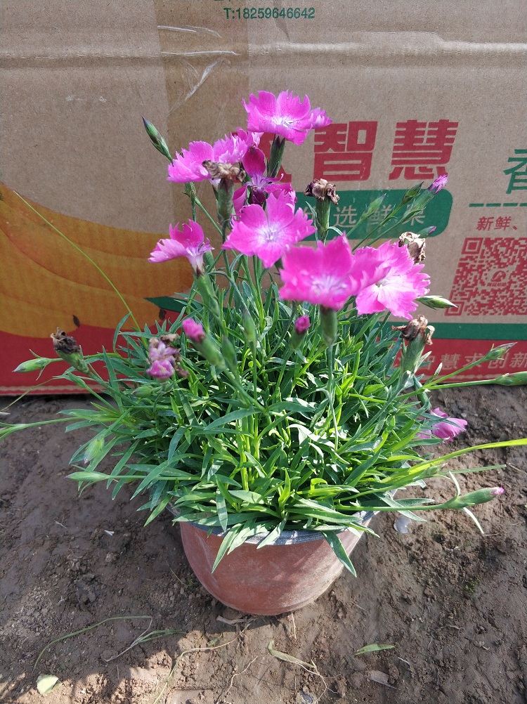 欧石竹苗批发