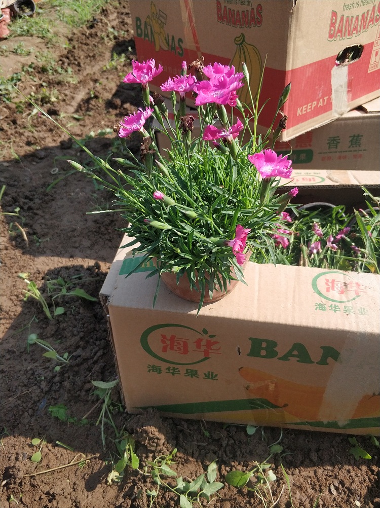 地被绿化欧石竹 花海景观用苗 欧石竹价格 欧石竹花海
