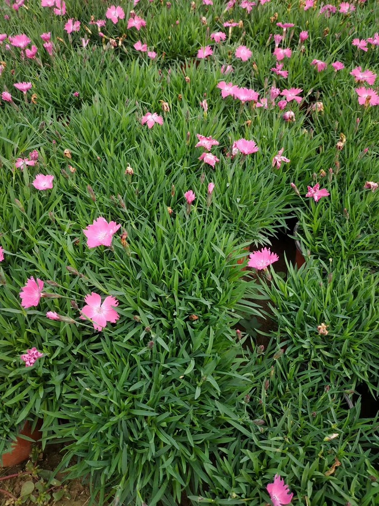 欧石竹批发商