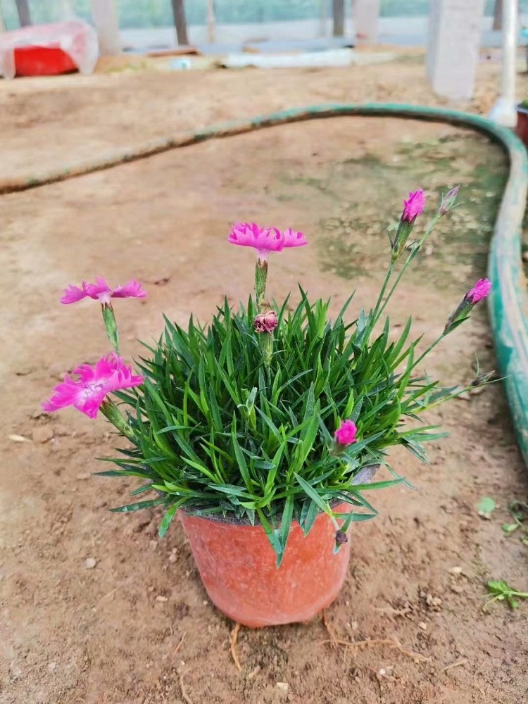 欧石竹厂家种植批发 穴盘欧石竹 开花草坪欧石竹 观赏花卉