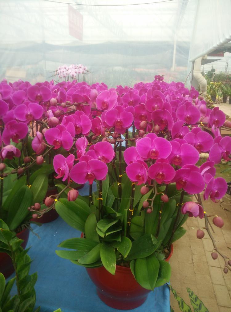 优质蝴蝶兰，蝴蝶兰批发基地青州顺阳花卉