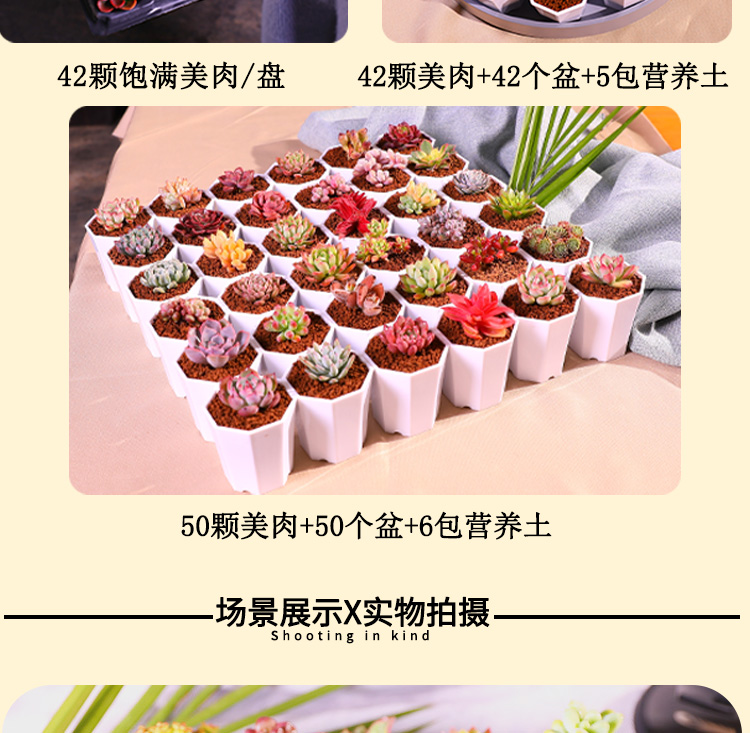 电商多肉植物一件代发多肉植物