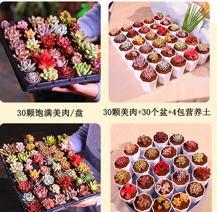 电商多肉植物一件代发多肉植物