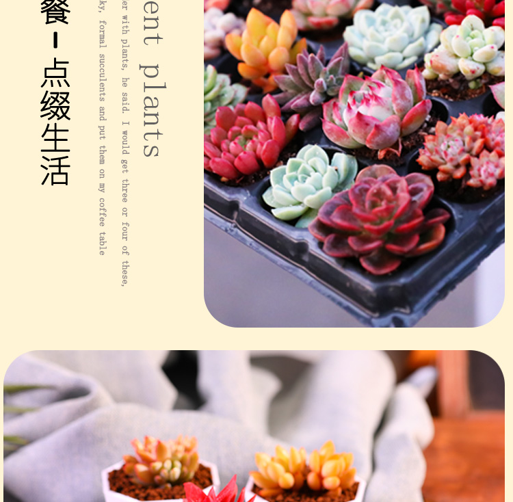 电商多肉植物一件代发老庄