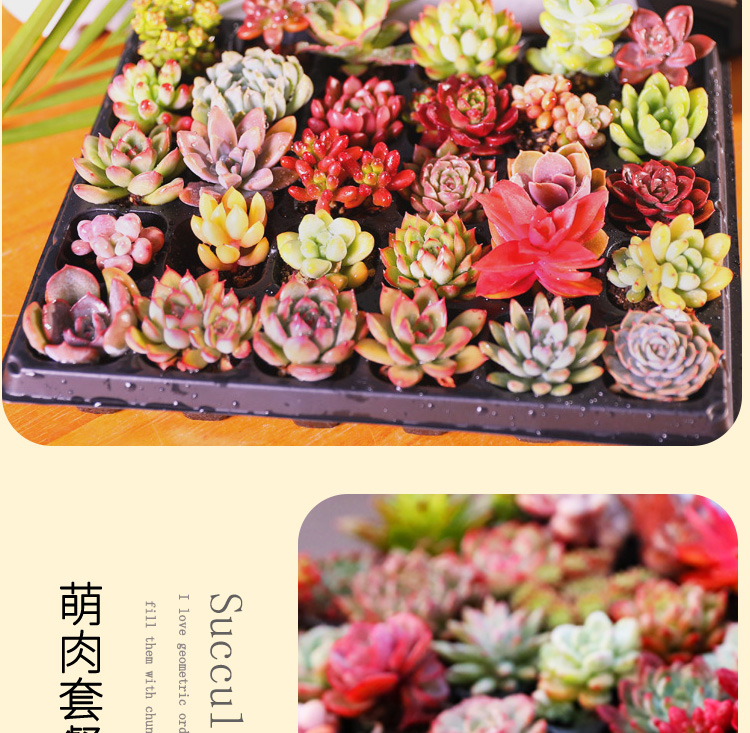 老庄一件代发一件代发老庄