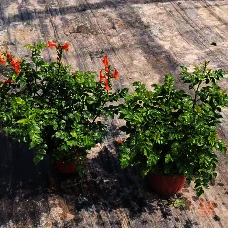凌霄价格 凌霄出售  凌霄种植厂家 夏杰花卉