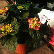 八仙花价格 八仙花出售 八仙花种植基地 夏杰花卉基地