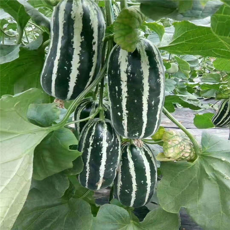 温室种植博洋甜瓜种苗 抗死棵甜瓜种苗 嫁接博洋94甜瓜苗 期待咨询