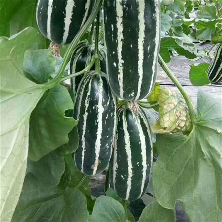 长期出售嫁接博洋甜瓜种苗   常温种植甜瓜种苗 大果型皮薄肉厚 甜度高