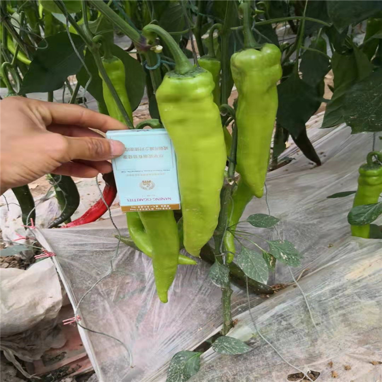 基地供应大果尖椒种苗 牛角椒辣椒种子  寿光蔬菜大棚供应