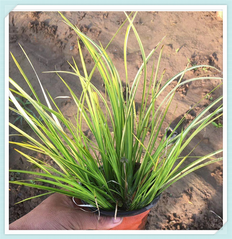 基地优惠直发金叶菖蒲 金叶菖蒲培育基地 河道绿化用苗