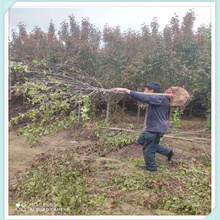 露地栽培 海棠树批发 森木大量种植 价格优惠