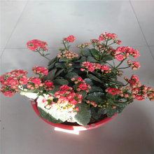 供应长寿花，长寿花栽植方法，长寿花报价