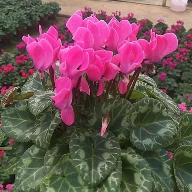 仙客来 仙客来价格