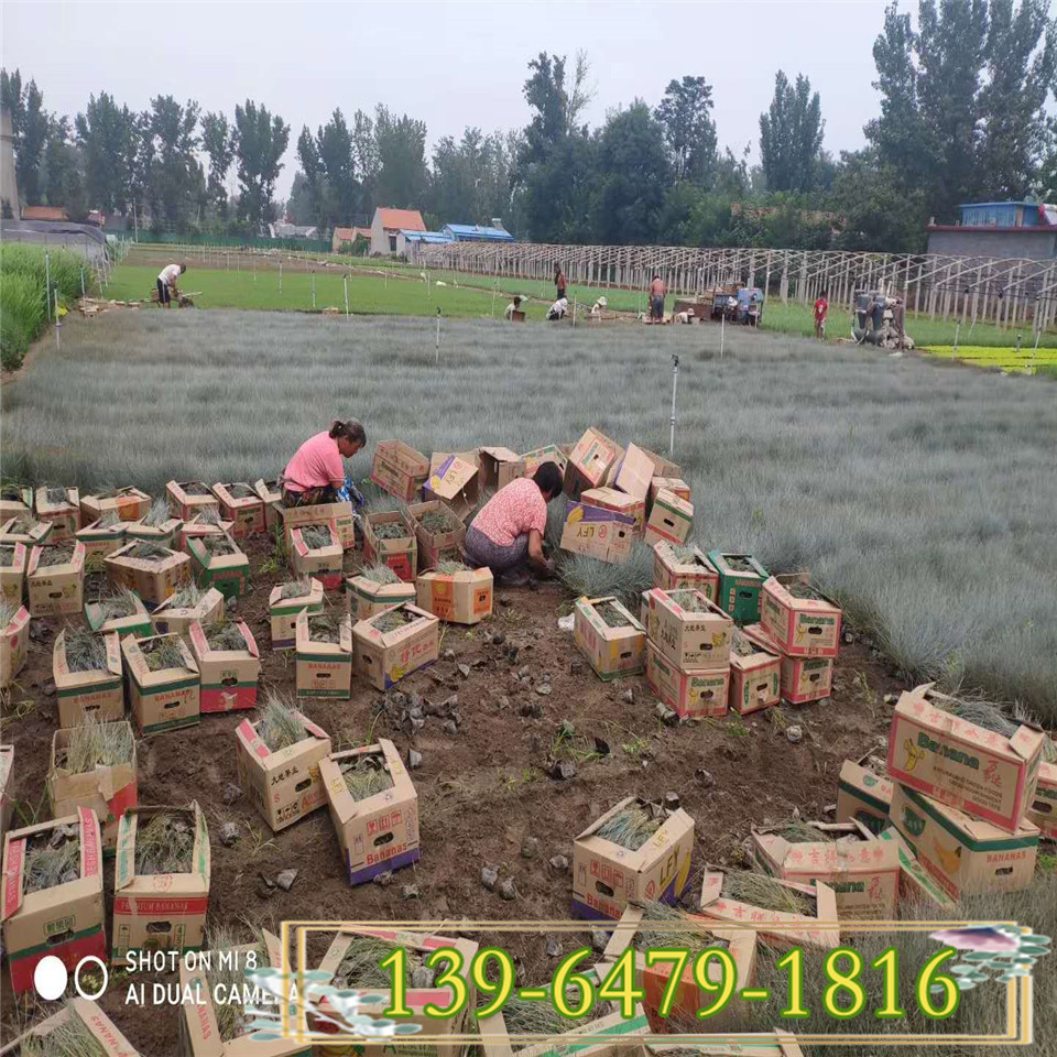 抗冻蓝羊茅杯苗 基地供应蓝羊毛小苗 青州蓝色观赏草 