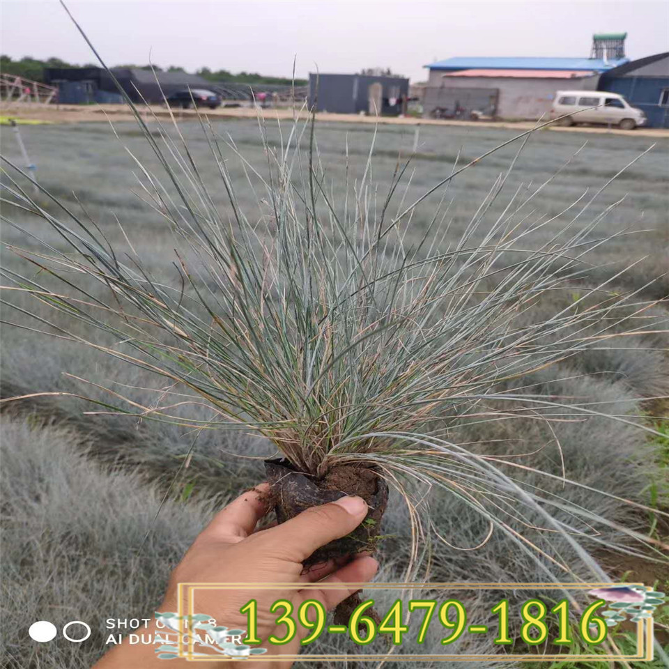 青州蓝羊茅小杯苗 蓝冰麦 护坡绿化景观草蓝羊毛双色杯