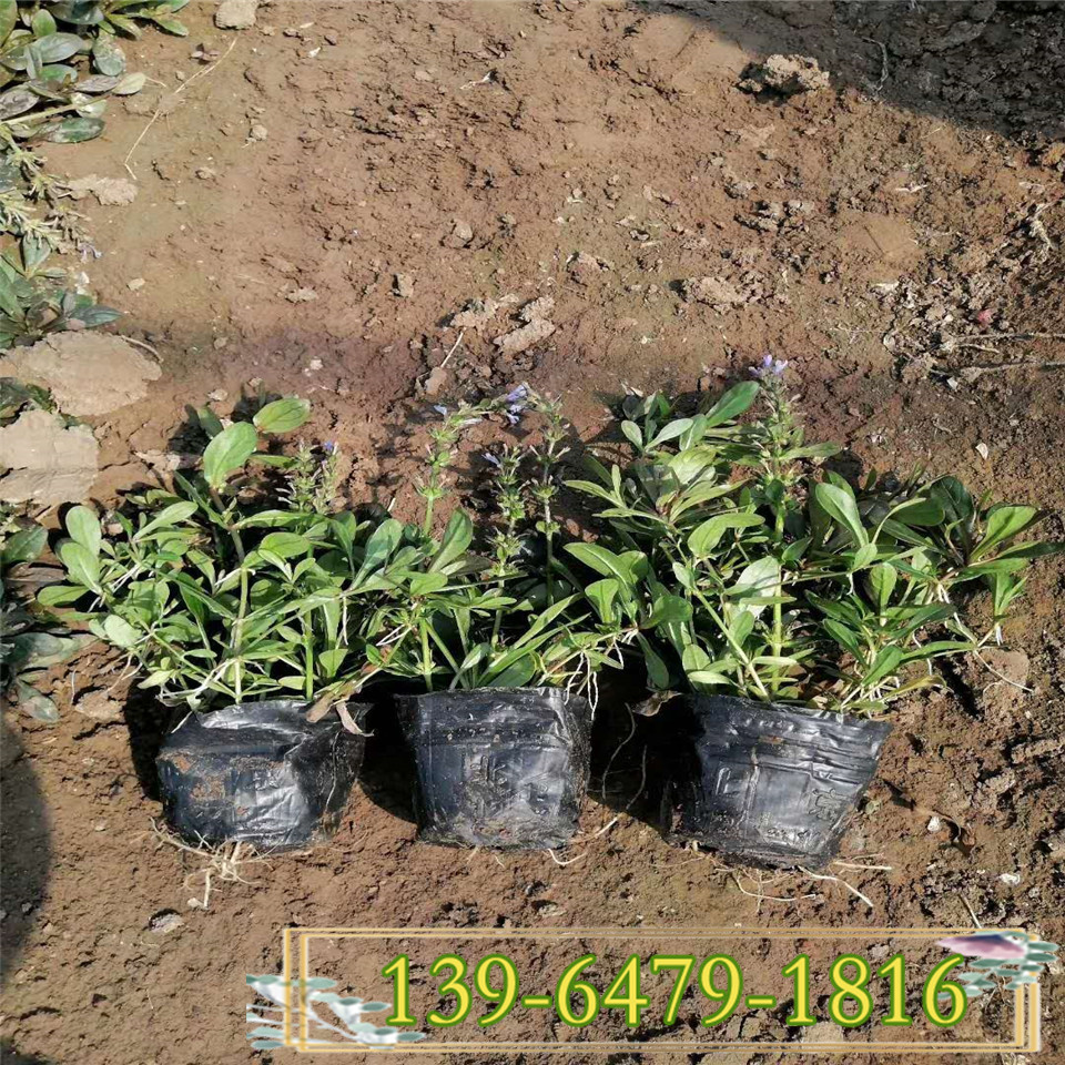 青州筋骨草小苗 大量出售筋骨草工程苗 日本筋骨草大量供应 