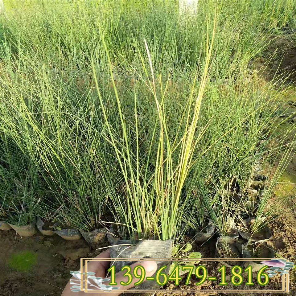 亲水植物灯心草小盆苗 抗盐碱土壤耐强湿固定泥沙 灯心草花期