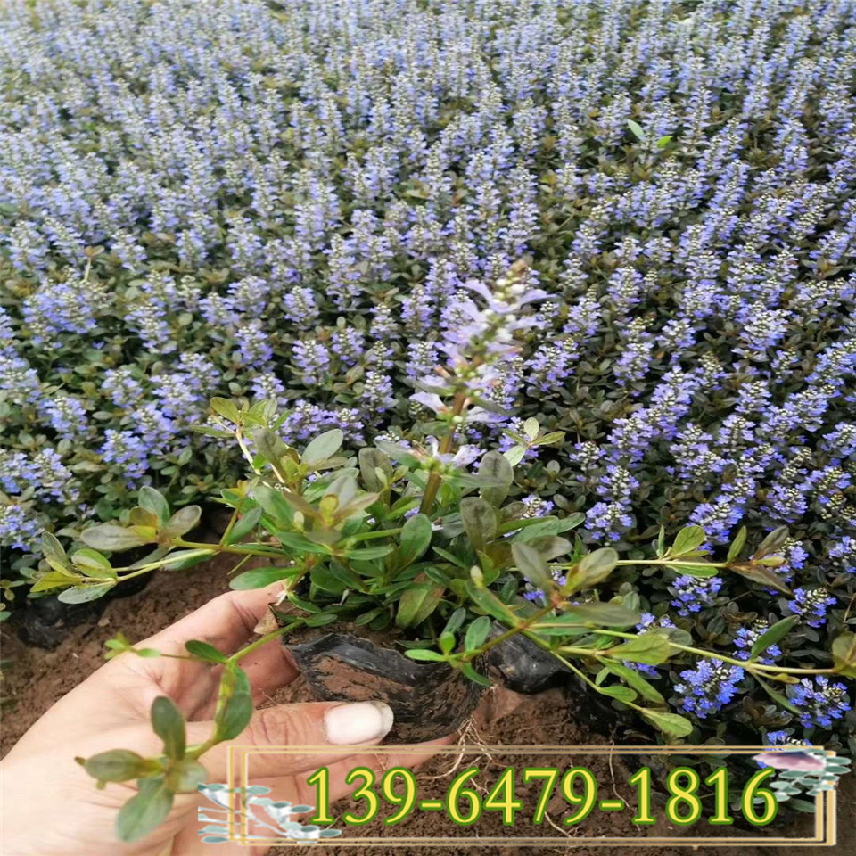 日本多花筋骨草小杯苗 紫花筋骨小苗草价格 耐晒耐热夏季草花