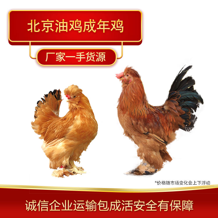 北京油鸡成鸡出售