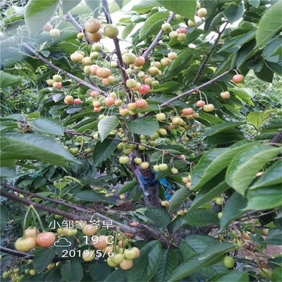 奇早樱桃树苗批发价格早熟新品种