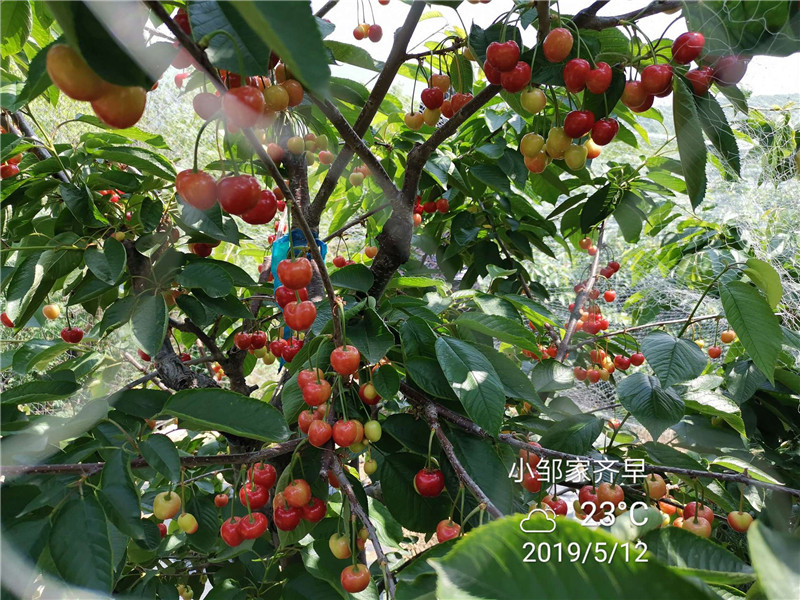 吉塞拉12号樱桃苗批发羽腾樱桃苗圃