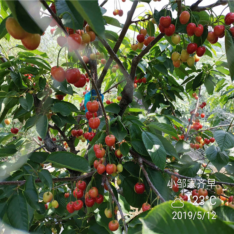 樱桃苗几月份种植羽腾樱桃苗供应