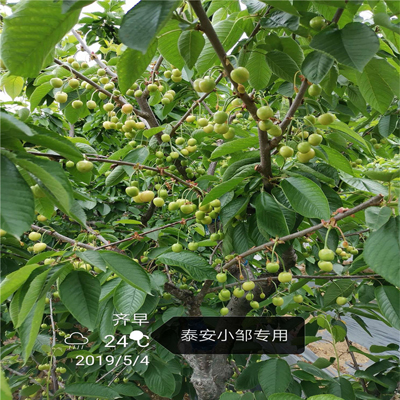 齐早樱桃苗培育方法早熟新品种