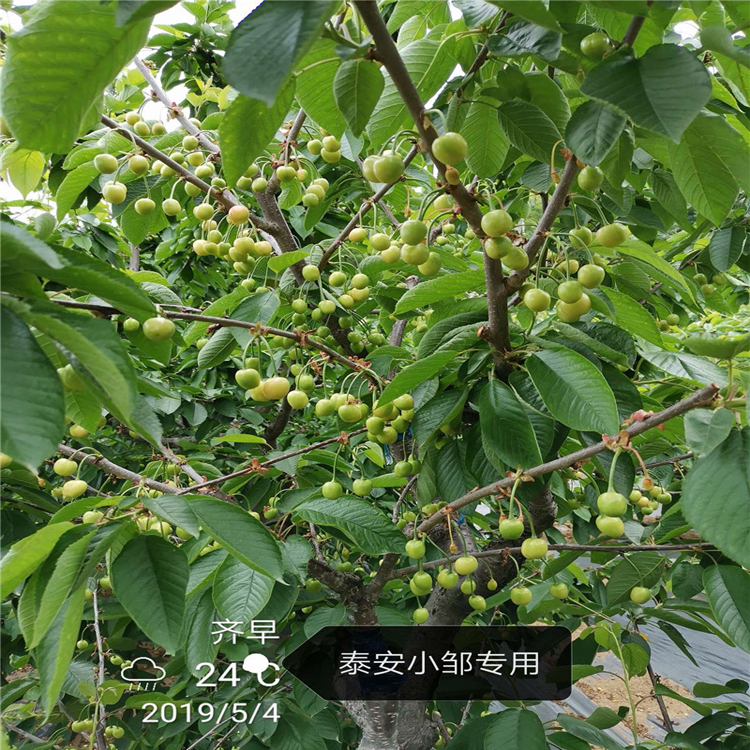 吉塞拉大樱桃树苗多少钱一株羽腾樱桃苗供应