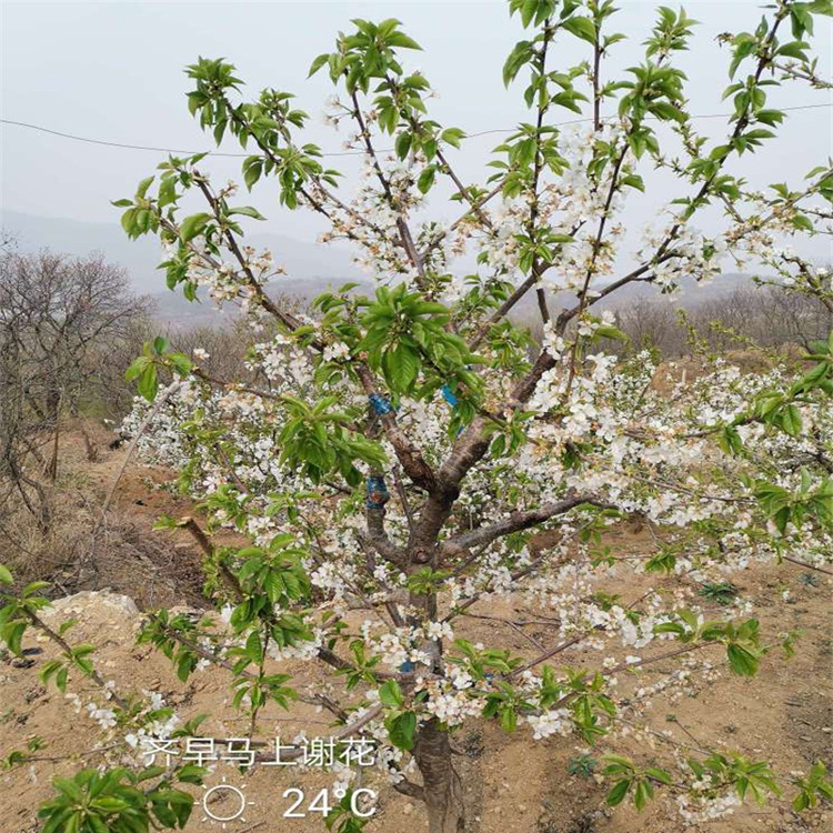 加拿大大樱桃苗种植方法羽腾樱桃苗厂家