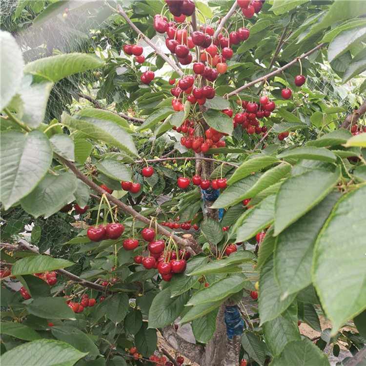 车厘子大樱桃苗种植与管理樱桃苗新品种