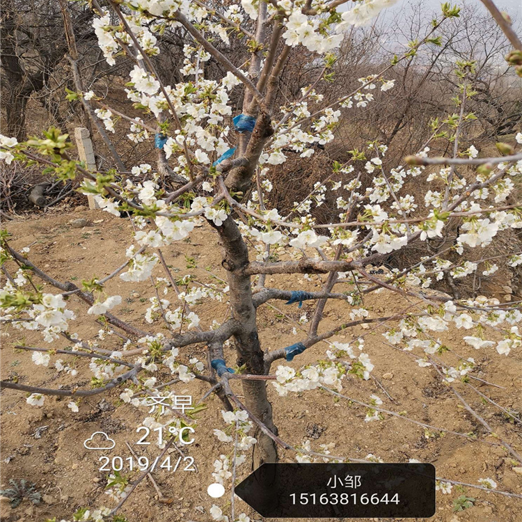 齐早大樱桃树苗早熟优良新品种大果形