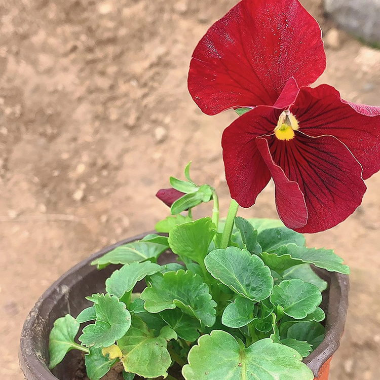 较耐寒三色堇 慧帆花卉批发 花坛庭园适宜种植