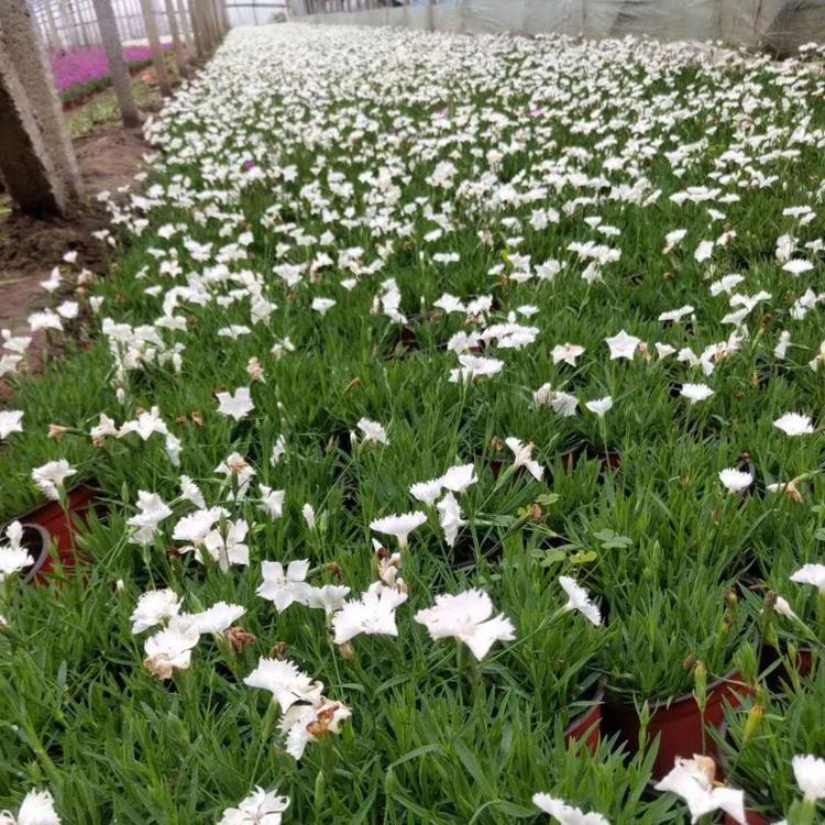 营养杯欧石竹 草花花海欧石竹批发 欧石竹行情